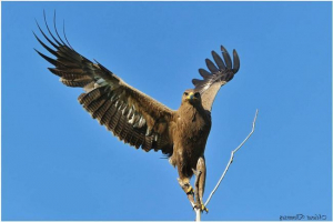 Mały niedostatek - profesjonalny myśliwy Mały niedostatek - profesjonalny myśliwy